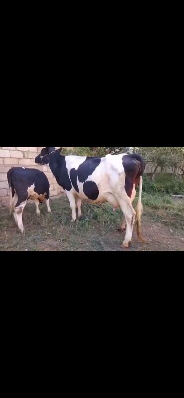 Inəklər, öküzlər: Saxanlı alaca inək və buzov dəsti. - Cins: Holştayn tipli, qara‑ağ — 12