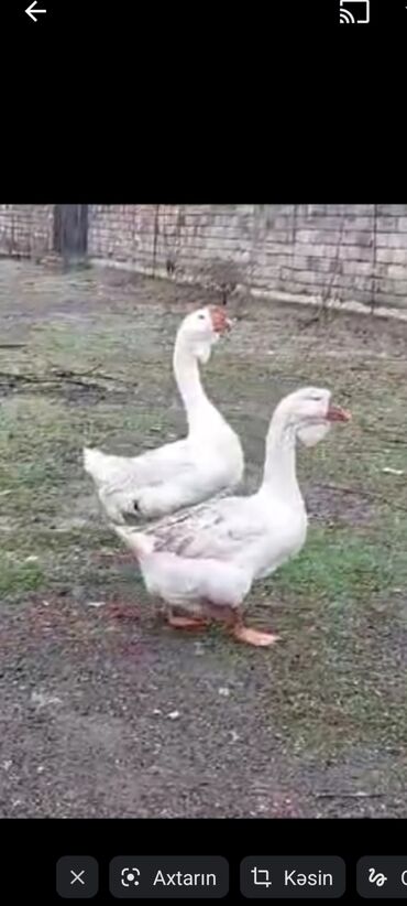 купить цыплят несушек: Qazlar satılır - Növ: Ev qazı (ağ və boz rəngli fərdlər) - Say