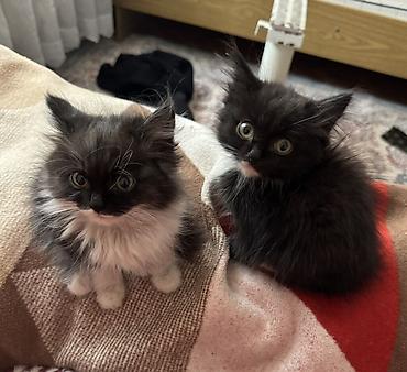 белые кошки купить: 3 котенка и 2 кошки отдам в добрые руки Пушистые — 1