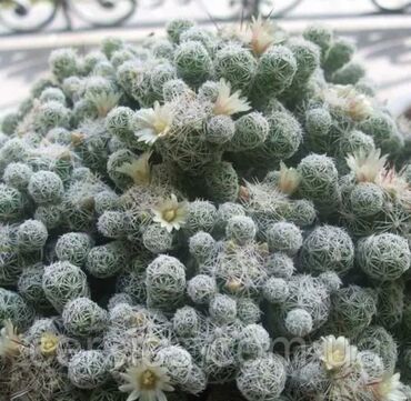 шикарные комнатные растения: Продаю кактус Маммилярия