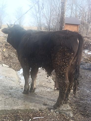 Коровы, быки: Продаю | Бык (самец) | На откорм — 6