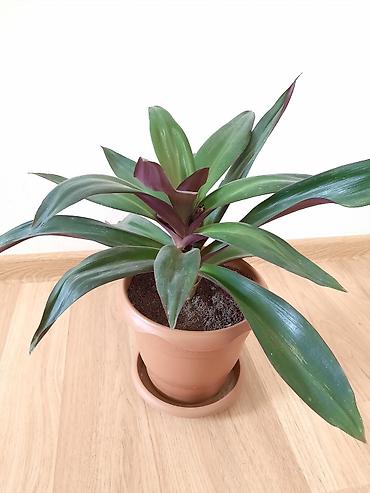 otaq gülü: Dibçək gülü Sansevieria,gülü crassula,gülü fikus gülü,aloe gülü — 7