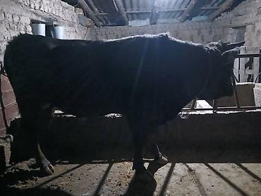 Коровы, быки: Продаю | Бык (самец) | Швицкая | На забой — 7