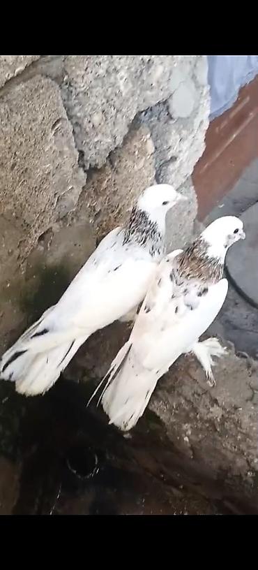 Quşlar: Məhsul: Güvercin cütü Təsvir: - Ağ rəng üstünlükdə, boyun və kürək — 1