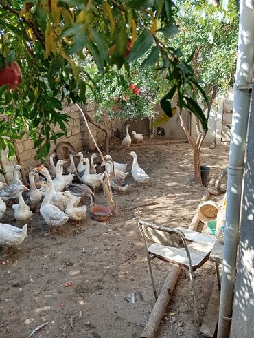 Həyət evləri və villaların satışı: Satılır. Təcili deyil. Diqqətlə oxuyun zəhmət olmasa.Ev kanal — 41