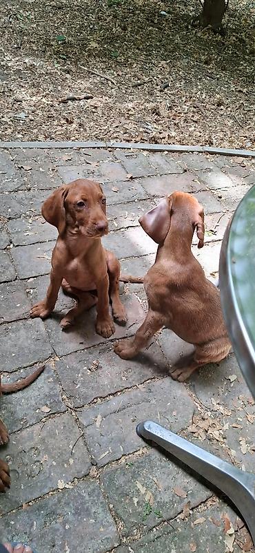 doberman cena: Na prodaju prelepi štenci mađarske vižle. Rodjeni 02.06.2026 — 4