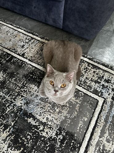 шатланская кошка: Отдам кошку цвет : лиловая ; породистую привитую 3,5 года в