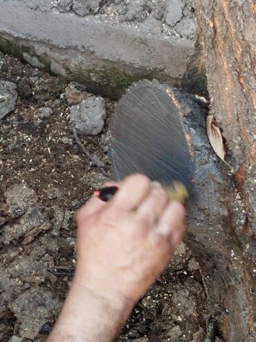 Спил деревьев, заготовка дров: Обрезка деревьев!!! Сезонная обрезка плодовых деревьев!!! Зима — 8