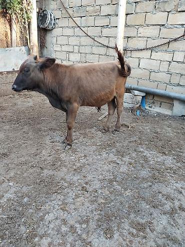 cücə və xoruz təmsil: Dana, buzov, Erkək, ay: 6, Ətlik, Ünvandan götürmə — 1