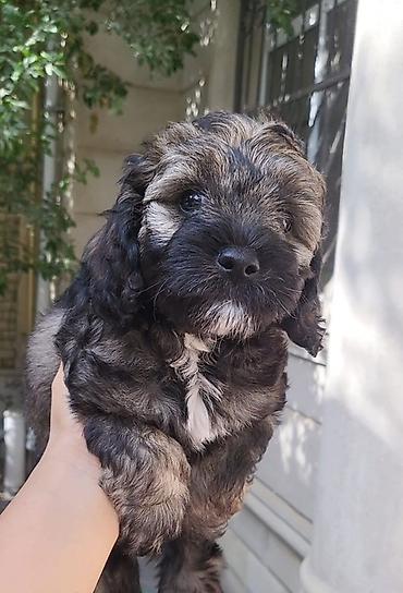 Pudel, 1 ay lalafo.az -da Pudel, 1 ay