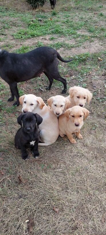 dişi xaski: Labrador-retriver, 2 ay, Dişi