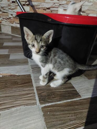 Pişiklər: Siam, Dişi, Yaxşı əllərə, Ünvandan götürmə -da lalafo.az — 6 Pişiklər: Siam, Dişi, Yaxşı əllərə, Ünvandan götürmə — 6