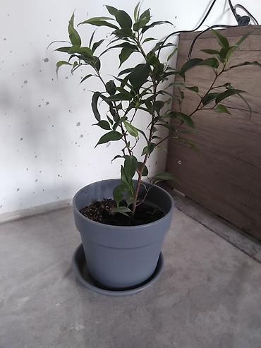 пл: Комнатное растение Ficus benjamina (фикус Бенджамина) в горшке. - — 1