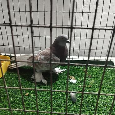 Другие с/х животные: Породистые декоративные голуби. Описание: - Порода — 10