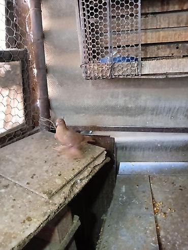 Птицы: Продаю молодых голубей 1 шт стоит пятьсот сом окончательно родители — 11