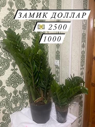 Антуриумы: Комнатные декоративные растения в горшках: - Антуриум (красные — 10