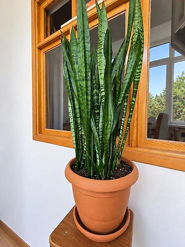 otaq studiya: Iri ölçülü otaq bitkisi - Növ: Sansevieria trifasciata (Qaynanadili) — 1