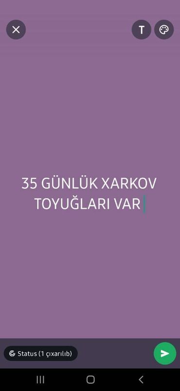 ponpon toyuq: Toyuq, Yumurtalıq