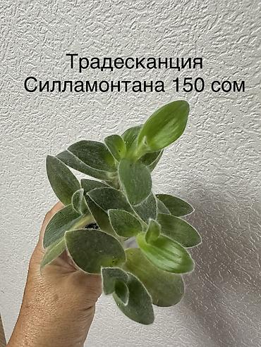 эндик растение: Укорененные черенки/отростки. Адрес 8 мкр — 10