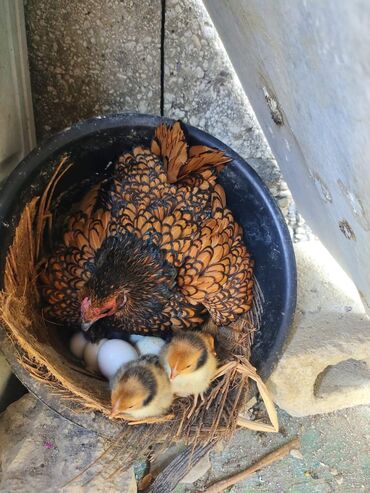 Куры, петухи: Продаю | Куры, Петух — 8