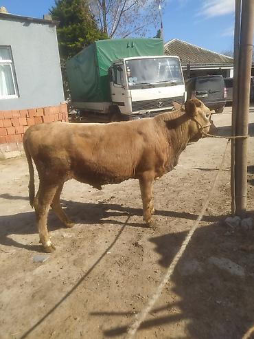 Inəklər, öküzlər: Inəklər, öküzlər — 11