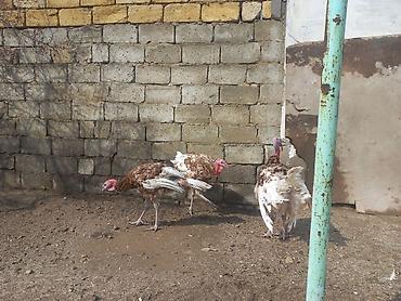 K/t heyvanları və malları: Hinduşka sürüsü – qəhvəyi-ağ ləkəli rəngdə, iri bədən quruluşlu — 3
