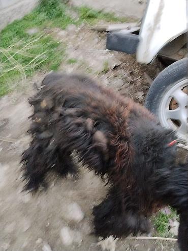 Отдам даром собаку: Тайган крупной породы, длинношёрстная. Окрас преимущественно чёрный с — 2