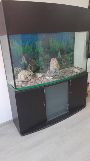 аквариум баку: Yaxşı vəziyyətdə Akvarium satıram. Demək olarki istifadə edilmir
