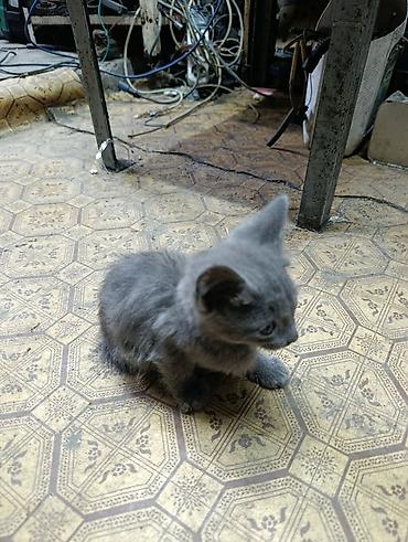 Отдам даром кошку: Котята даром, есть кошка веслоухая 1 год тоже даром в хорошие руки — 5