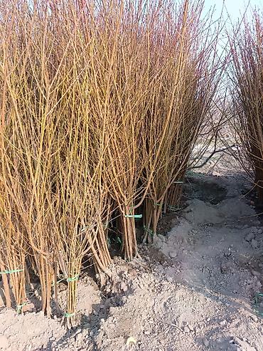 Малина: Малина — 12