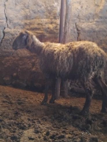 Баран, овца: Продаю | Овца (самка) | Для разведения | Матка — 5
