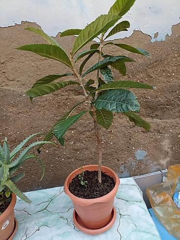 mal dili gülü: Asma qabda iki müxtəlif otaq bitkisi seti 1) Aloe (sukkulent) - — 5
