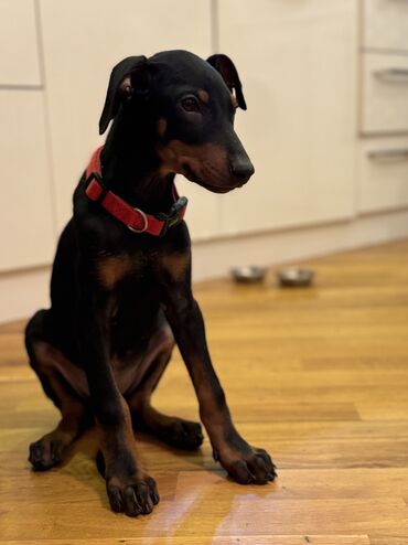 etibarlı əllərə it verilir: Doberman, 2 ay, Dişi, Peyvəndli, Ünvandan götürmə