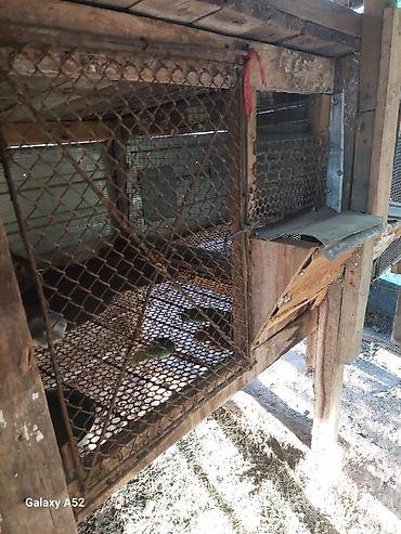 Птицы: Продаю Клетки для Птицы, Цыплят, Кроликов, Нутрий крепкие из — 9