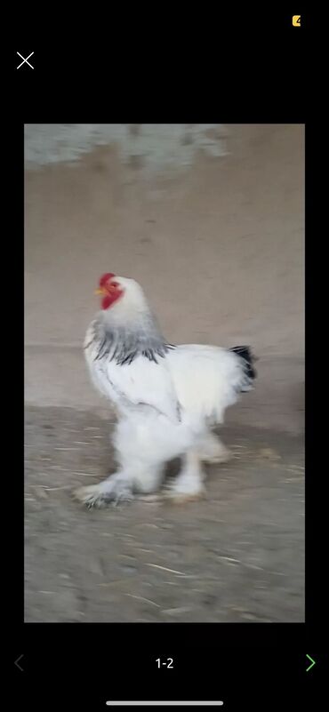Птицы: Суточные Цыплята домашней брамы, цена 100с