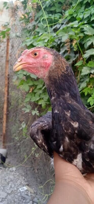 в какой приют можно отдать собаку: Продаю | Петух | Бойцовая | Для разведения