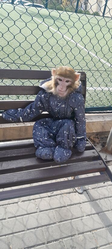 Digər heyvanlar: Tayson adlı meymun satılır. Ağıllışirindi. Kim isdəsə yazsın — 3