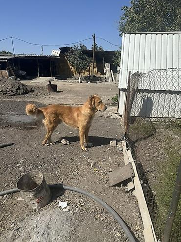 лабрадо: Кобель на вязку крови сильные остальные вопросы по телефону — 2