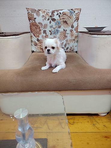 bala xaski: Pekines cinsi ana bala satilir balada disidi bir ay on gunlukdu — 2