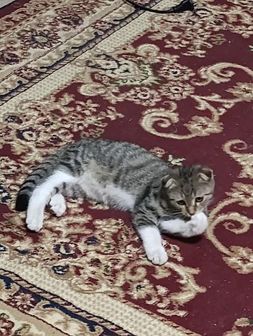 коты бишкек: Шотландский вислоухий котёнок (скоттиш-фолд), тигровый окрас табби с — 5