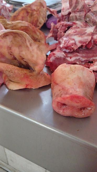 Свиньи: Продаю | Свинья (самка) | На забой — 16