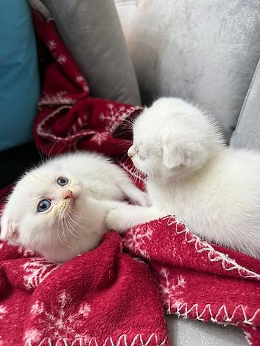 Кошки: Шотландская, Самец, Самка, В добрые руки, Самовывоз, Бесплатная доставка, Платная доставка — 1