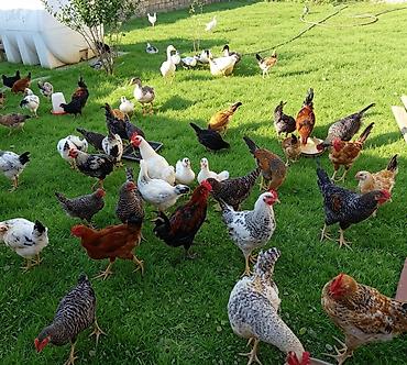 cücə və xoruz təmsil: 4 ayliq Kend çolpalari 13 AZN xarkovlar 18 Müxtəlif cins ev quşları — 1