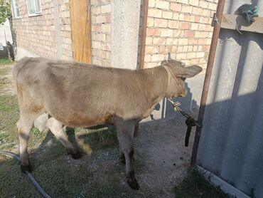 крупно рагатый скот: Сатам | Музоо, Кунаажын | Швиц | Көбөйтүү үчүн, Сүт алуу үчүн | Жасалма уруктандырылган