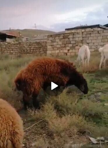 qoyun qiymetleri: Erkək, Qala, il: 1, Ünvandan götürmə