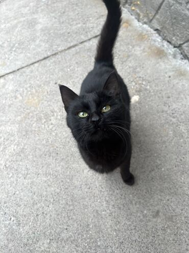 британский черный кот: В добрые руки кот
С ненавязчивым отслеживанием судьбы
черный мальчик