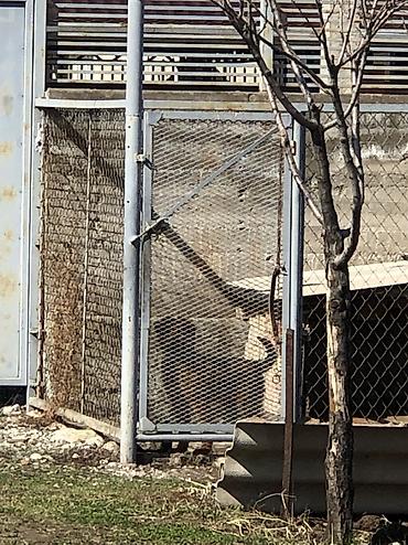 Продажа собак: Овчарка, 4 месяца, Самка — 9