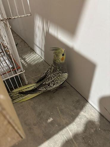 tutuquşu haqqında: Nimfa tutuquşu (cockatiel) – sarı quyruq və baş nahiyəsi, yanaqlarda — 2