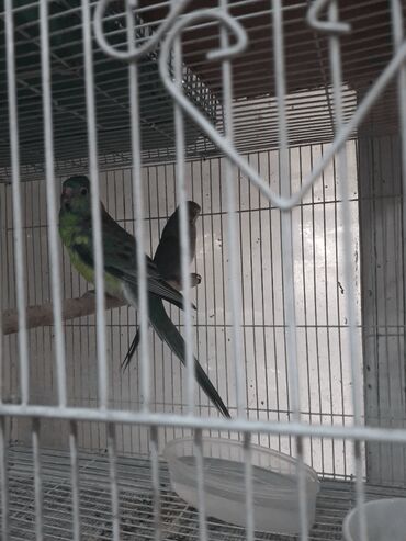 синяя птица: Продаю пару молодых певчих красноспинных попугаев. Цена 3200 сомов за