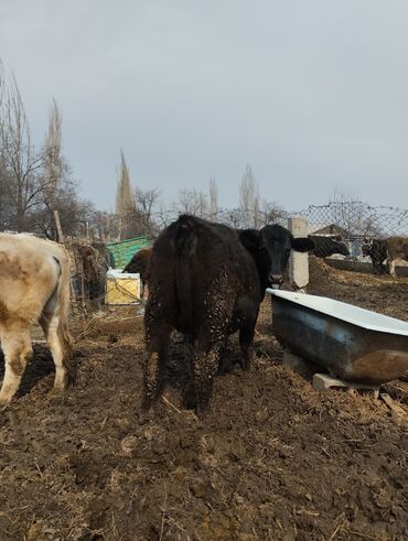 Бараны, овцы: Кунажын ангус таза искусственный 110 сурап атам Токмокто Чапай